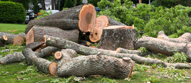 How Our Tree Care Process Works  in  Arkwright, SC